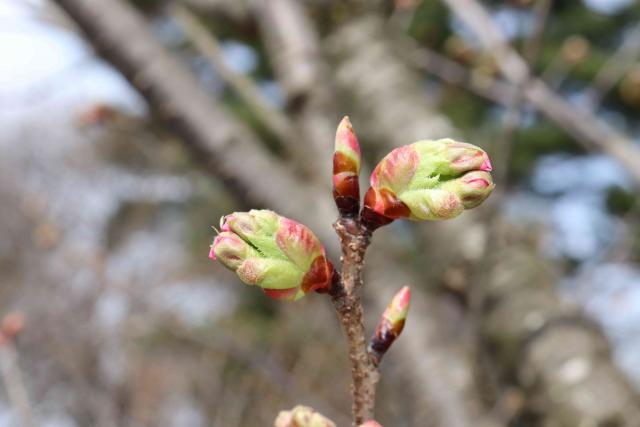 2024年4月11日陽光花芽の写真