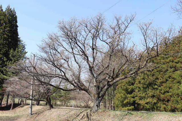 2024年4月15日カスミザクラ樹形の写真