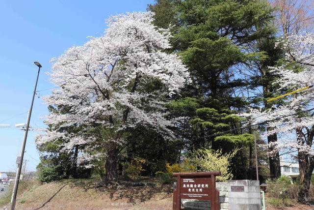 2024年4月15日染井吉野樹形の写真