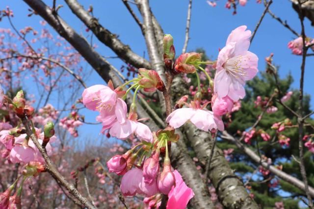2024年4月15日陽光花芽の写真