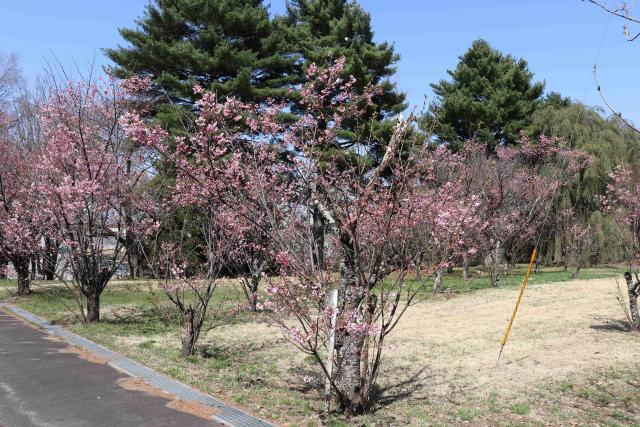2024年4月15日陽光樹形の写真