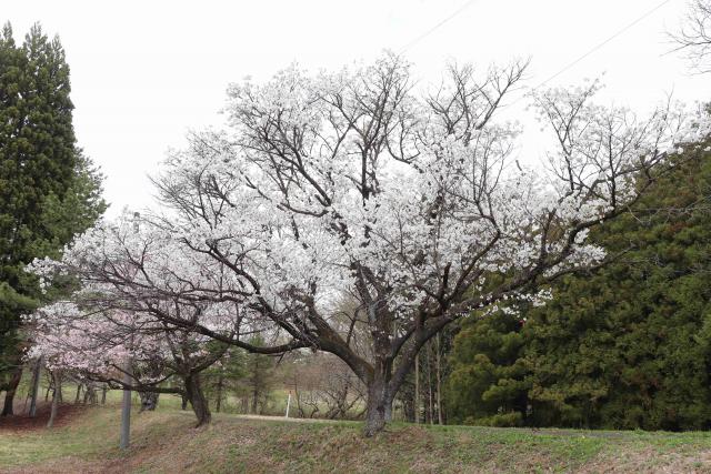204年4月18日カスミザクラ樹形の写真