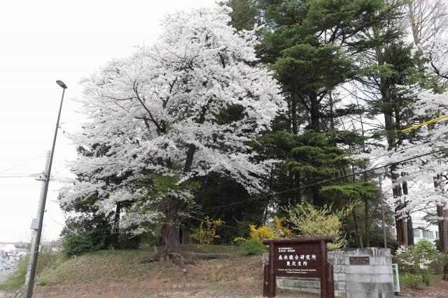2024年4月18日染井吉野樹形の写真