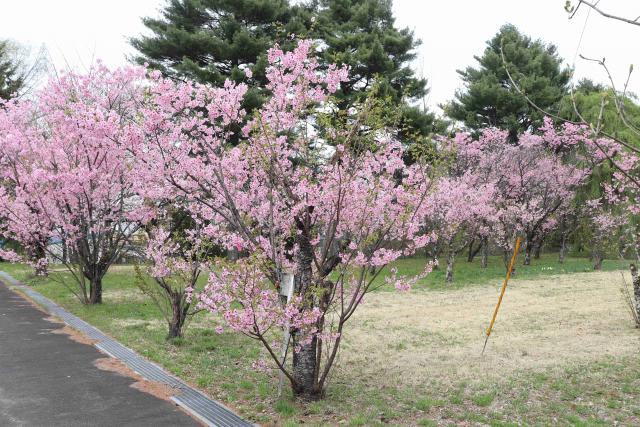 2024年4月18日陽光樹形の写真