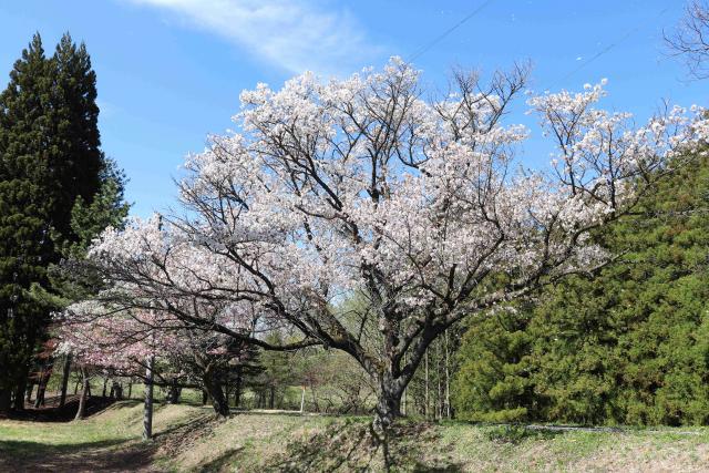 2024年4月22日カスミザクラ樹形の写真