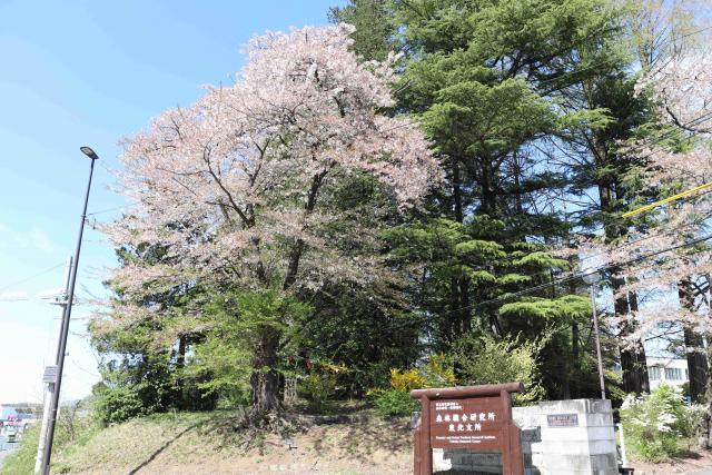 2024年4月22日染井吉野樹形の写真