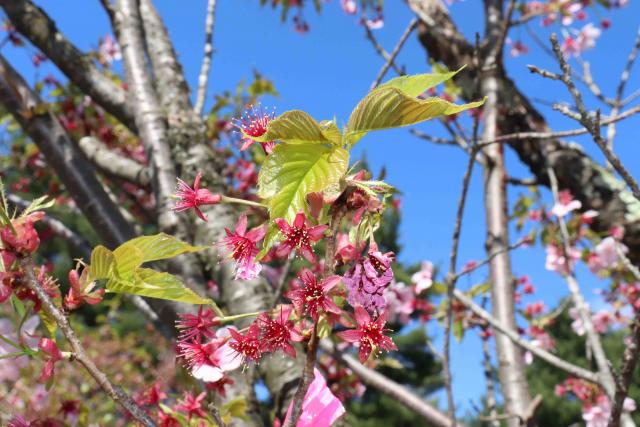 2024年4月22日陽光花芽の写真