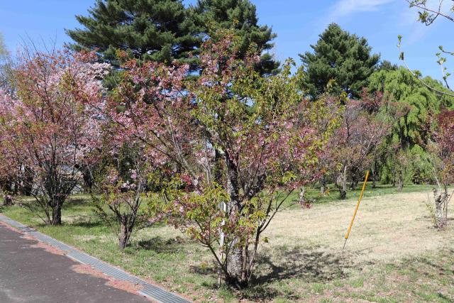 2024年4月22日陽光樹形の写真
