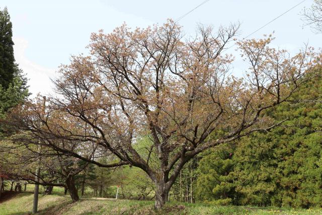 2024年4月26日カスミザクラ樹形の写真