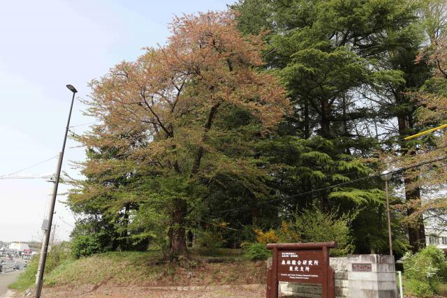 2024年4月26日染井吉野樹形の写真