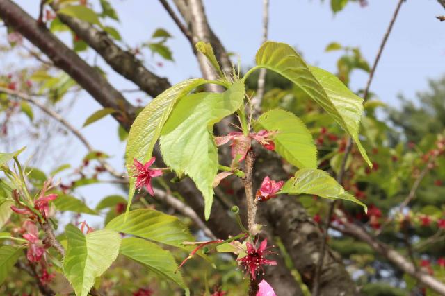 2024年4月26日陽光花芽の写真