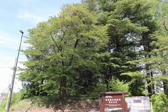 2024年5月1日染井吉野樹形の写真