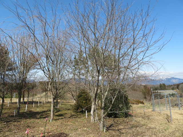 2024年2月28日染井吉野樹形の写真