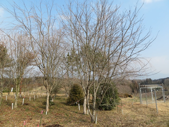 2024年3月4日染井吉野樹形の写真