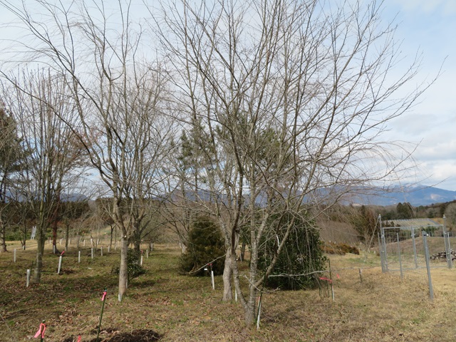 2024年3月7日染井吉野樹形の写真
