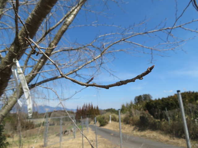 so-f