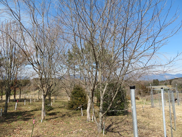so-t
