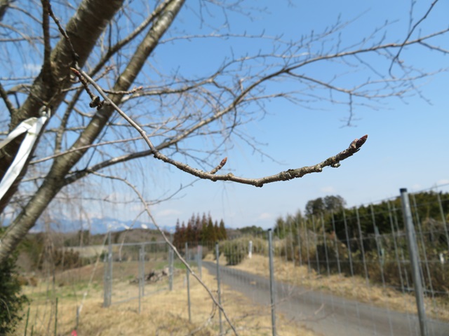 2024年3月22日染井吉野花芽の写真