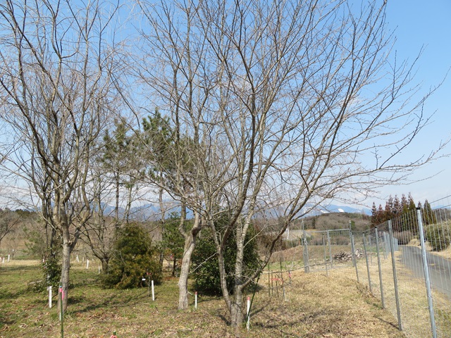 2024年3月22日染井吉野樹形の写真