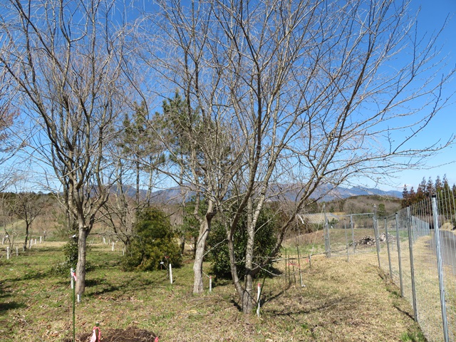 2024年3月27日染井吉野樹形の写真