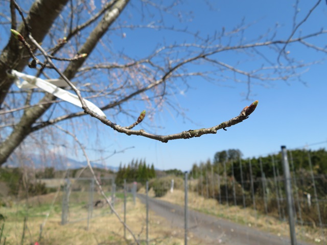 2024年4月1日染井吉野花芽の写真
