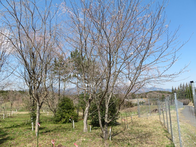 2024年4月1日染井吉野樹形の写真