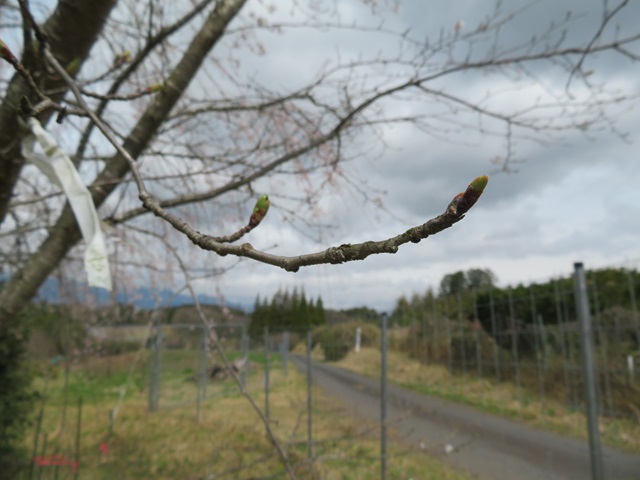 2024年4月4日染井吉野花芽の写真