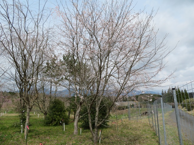 2024年4月4日染井吉野樹形の写真