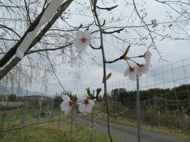2024年4月8日染井吉野花芽の写真