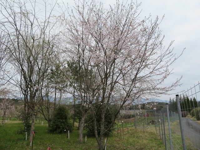 2024年4月8日染井吉野樹形の写真