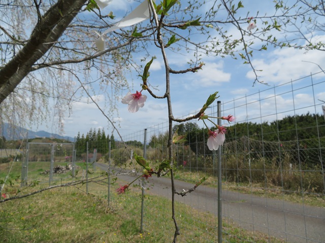 2024年4月11日染井吉野樹形の写真