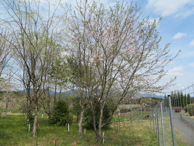 2024年4月11日染井吉野樹形の写真