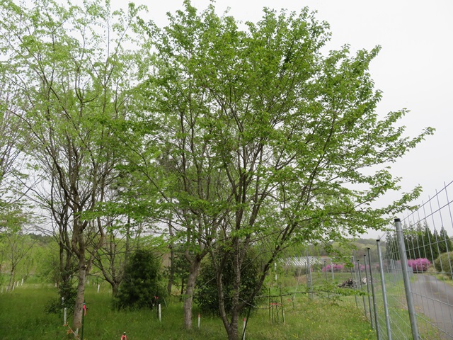 2024年4月18日染井吉野樹形の写真