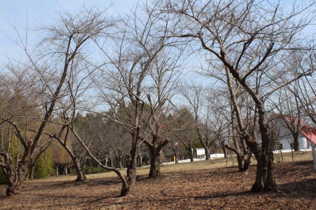 2024年4月11日染井吉野樹形の写真