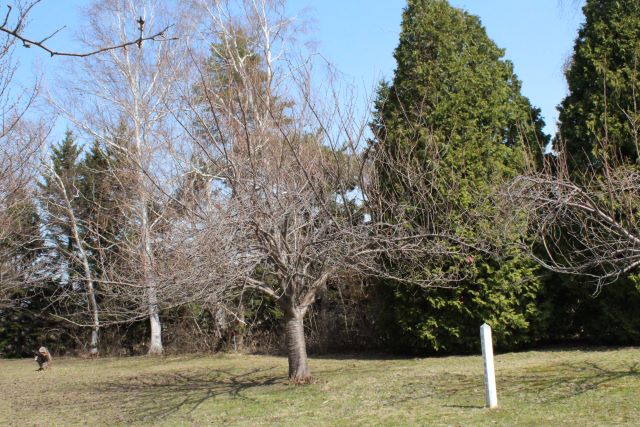 2024年4月15日関山樹形の写真
