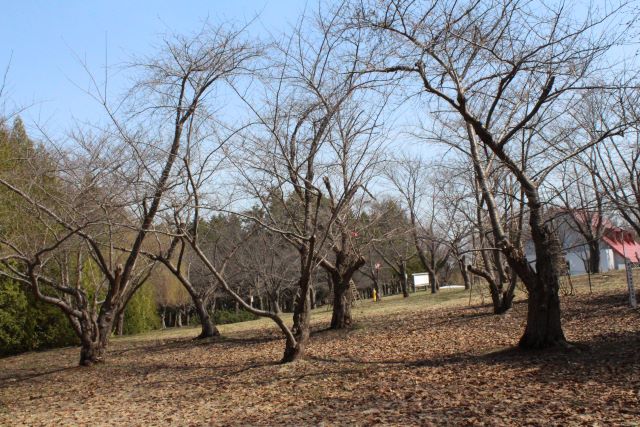 2024年4月15日染井吉野樹形の写真