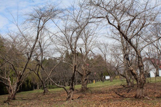2024年4月19日染井吉野樹形の写真