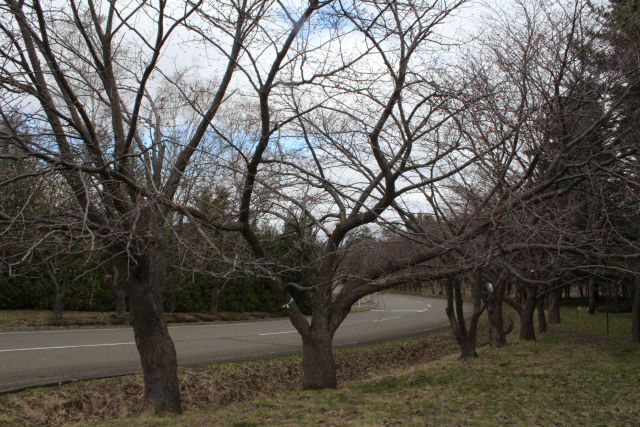 2024年4月22日オオヤマザクラ樹形の写真