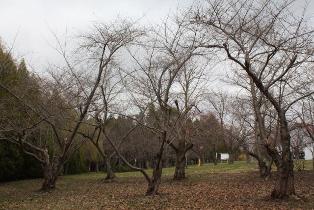 2024年4月22日染井吉野樹形の写真