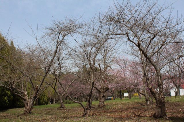 2024年4月26日染井吉野樹形の写真