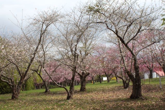 2024年4月30日染井吉野樹形の写真