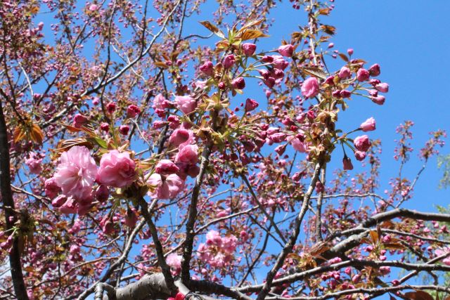 2024年5月9日関山花芽の写真