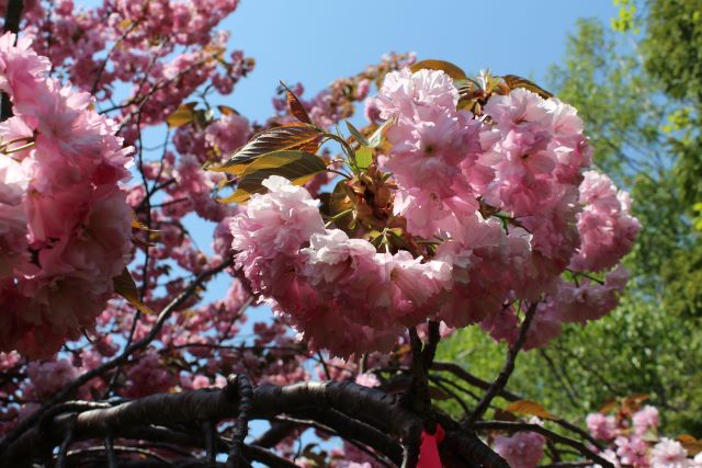 2024年5月14日関山花芽の写真