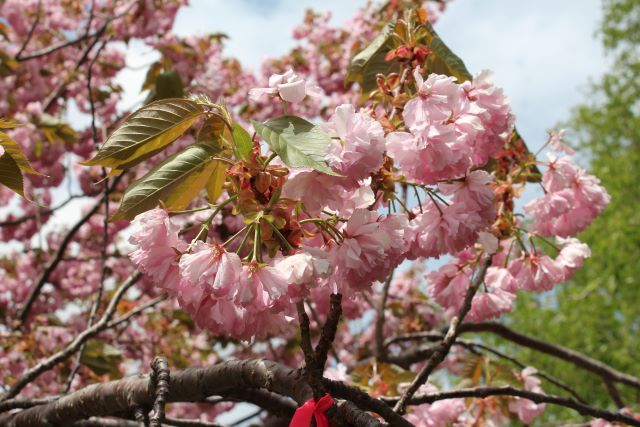 2024年5月16日関山花芽の写真