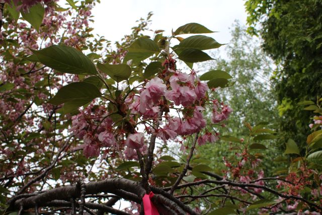 2024年5月20日関山花芽の写真