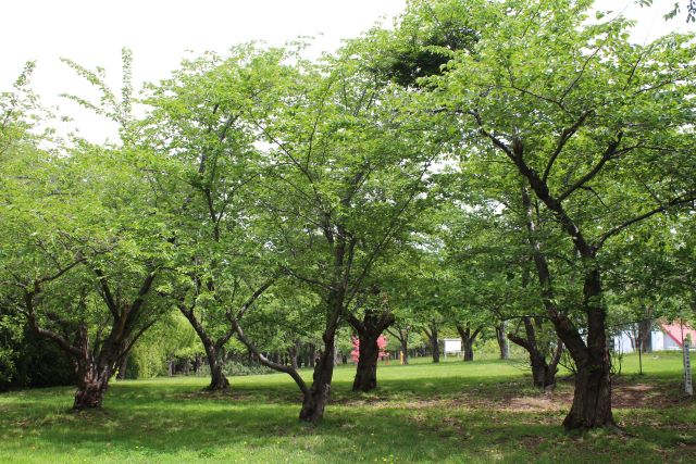 2024年5月20日染井吉野樹形の写真