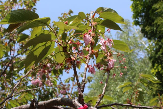 2024年5月23日関山花芽の写真