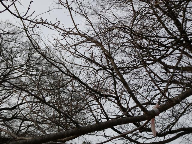 2024年3月28日エドヒガン花芽の写真
