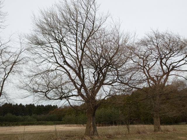2024年3月28日エドヒガン樹形の写真
