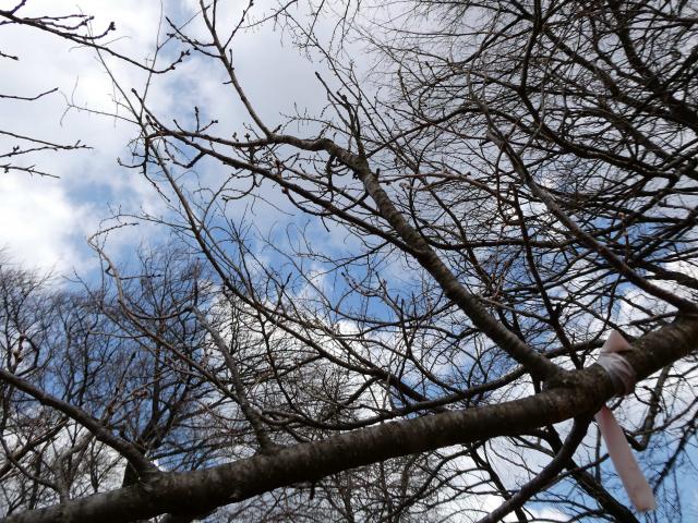 2024年4月2日エドヒガン花芽の写真